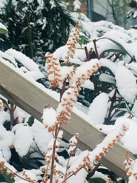 初雪