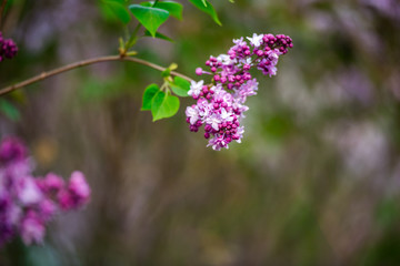 丁香花