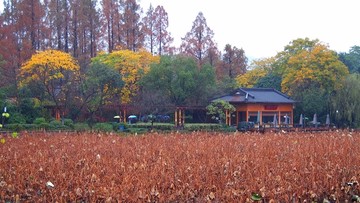 西湖曲院风荷秋景