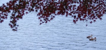 烟雨西湖秋色浓