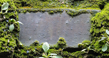 苔藓背景墙