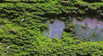 苔藓背景墙