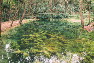 重庆九凤山九凤瑶池水景植物