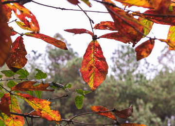 秋季橙红色的树叶