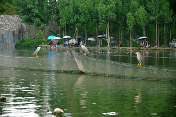 涿州永济公园水鸟