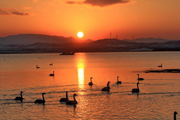 日落天鹅湖