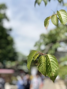 樱桃树叶