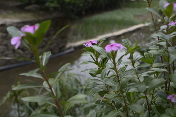 長春花