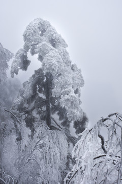 黄山雪松