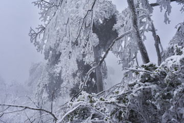 黄山雾凇