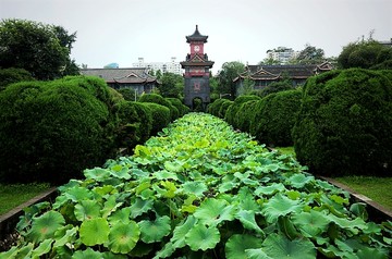 四川大学华西校区荷花池