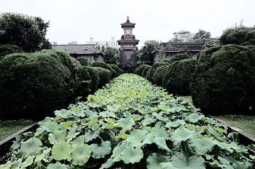 四川大学华西校区荷花池