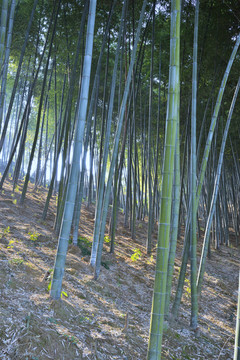楠竹園豎幅