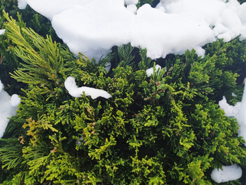 雪景