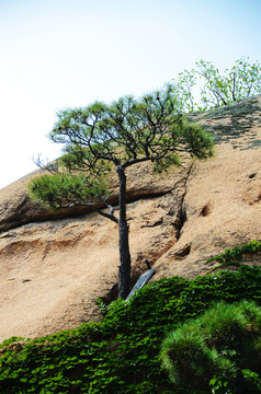 千山无量观可怜松