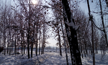 冬季树林雪景