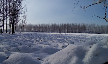 冬季下雪雪景