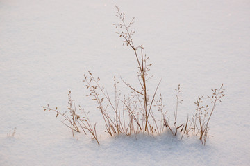 冬天的小草