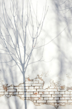树影白砖墙
