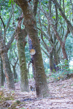 橡胶林