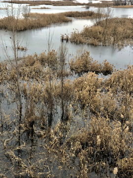 冬季水域湿地