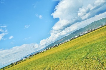 大理稻田与蓝天