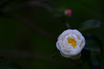 茶花盛开