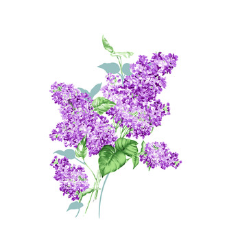 薰衣草