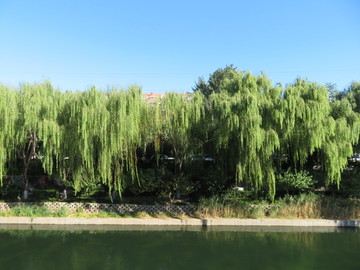 护城河岸边柳树