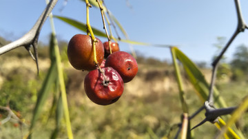 野酸枣