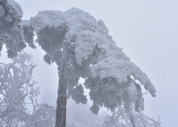 黄山雪淞