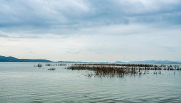 湖边湿地