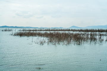 湖边湿地