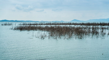 湖边湿地