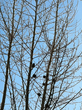 麻雀与树枝