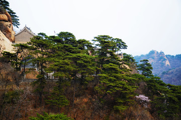 千山无量观东阁远景与院外松树