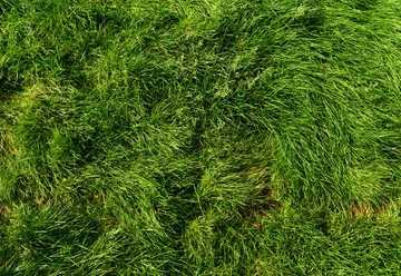 绿色草坪高清大图