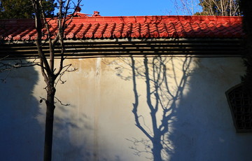 墙上的树影