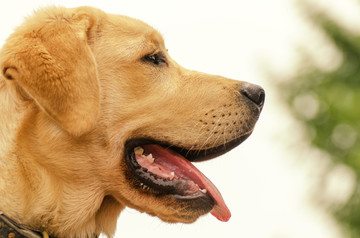 拉布拉多犬头部特写