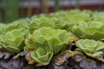 绿色植物