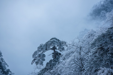 水墨黄山松