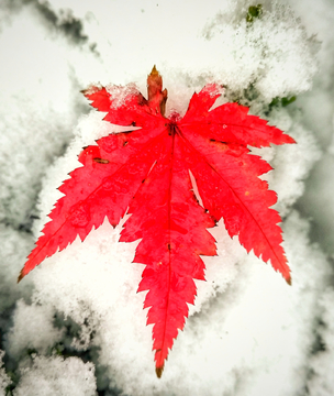 雪枫