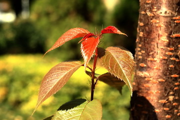 樱花树叶