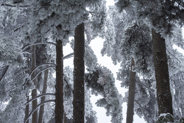 黄山雪淞