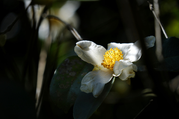 茶油 山茶花