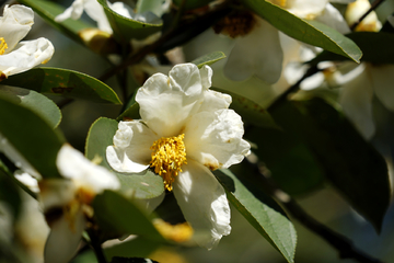 茶油 山茶花