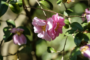 山茶花