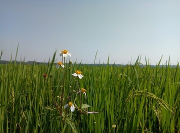 田园风景