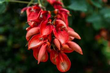 刺桐花