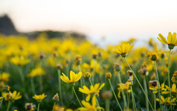 小黄花